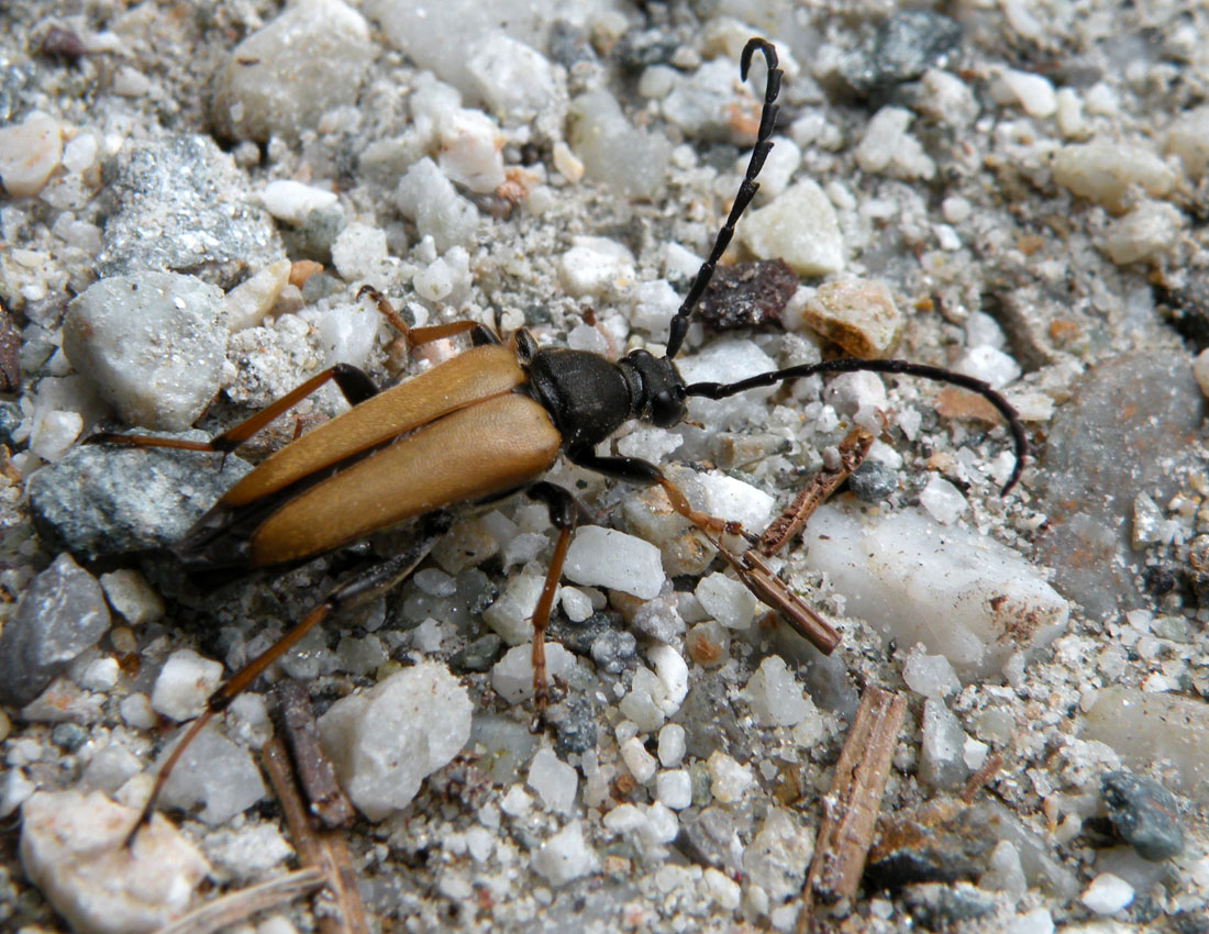 Stictoleptura rubra maschio  (Cerambycidae)
